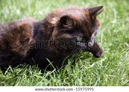 A black kitten is played on a grass in a garden. Home animals.