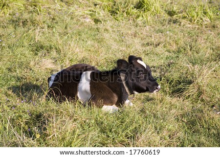 A calf grazes in a valley after a village before the forest. Home animals.