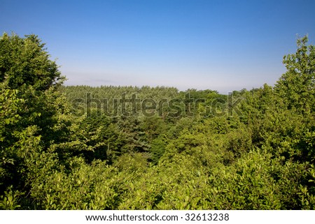Summer scenery in the forest for the village.