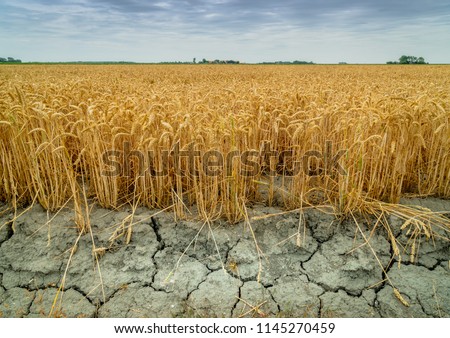 Wheat crops suffer as drought continues. Wheat field with very dry soil. Dry wheat field in the Netherlands. Dutch landscape with \'tarwe\' field. Extreme droogte in Zeeland. Agriculture