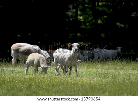 Baby sheep next to it\'s mother with other sheep grazing in the background.