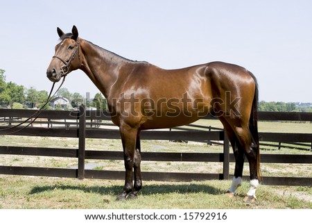 stock-photo-good-looking-dark-bay-horse-wearing-a-bridle-standing-in-fron-of-a-fence-15792916.jpg