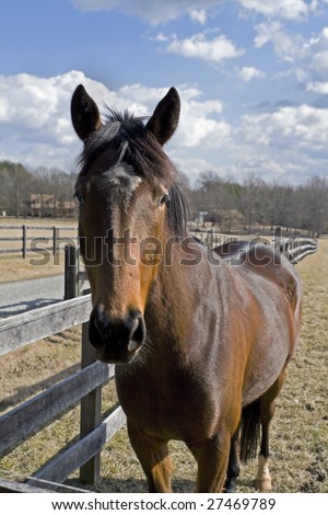 Horse standing in a field next to a wooden fence line.