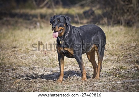 Good looking rottweiler dog standing in a grassy field.