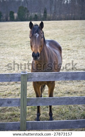Horse standing at fence line of field with his ears forward.