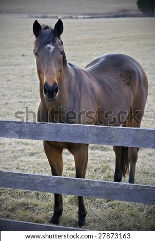 Horse in a field standing next to a fence line.