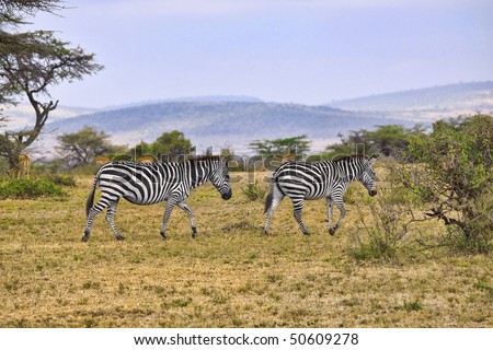 Two zebras walking through field in Africa.