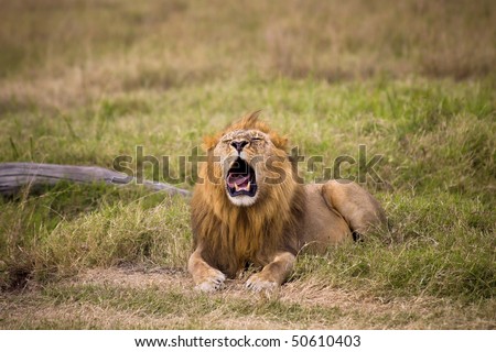 Male lion laying in grass with it\'s mouth open.