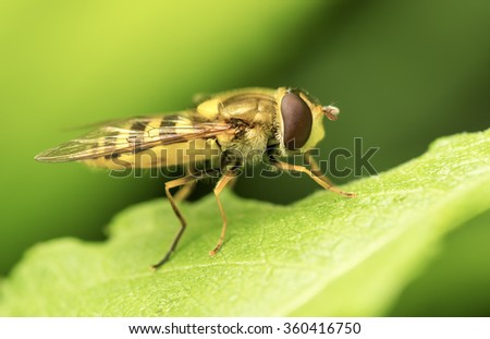 Similar to wasp yellow fly sits on a green leaf. Close-up.