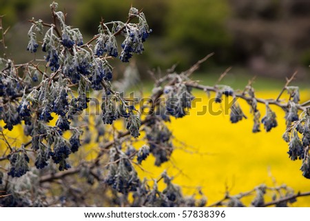 yellow oil flower in moutain valley with road passing by