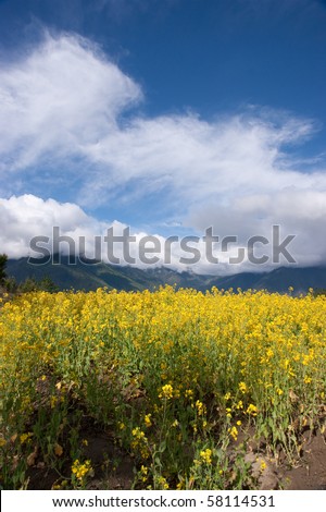 yellow oil flower in moutain valley with road passing by