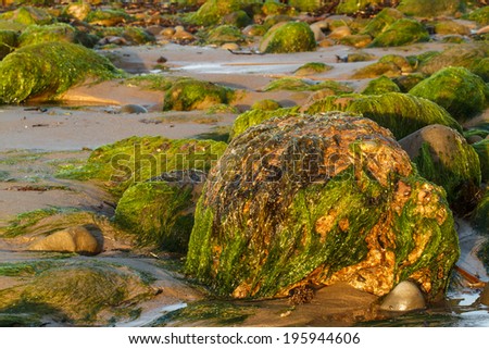 Plant covered rocks at low tide on the shore.