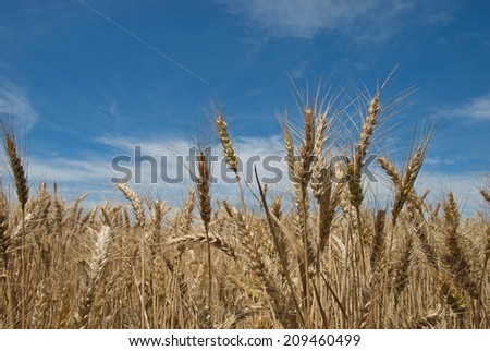 a close-up view of a ripening wheat crop