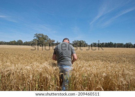 farmer checking how close crop is to harvesting