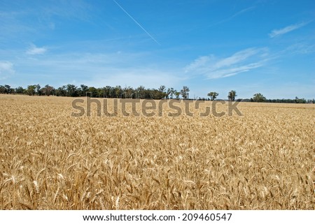 a wheat crop with jet flying over