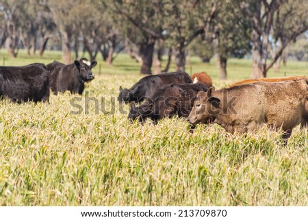 mob of cattle grazing in crop affected by the frost
