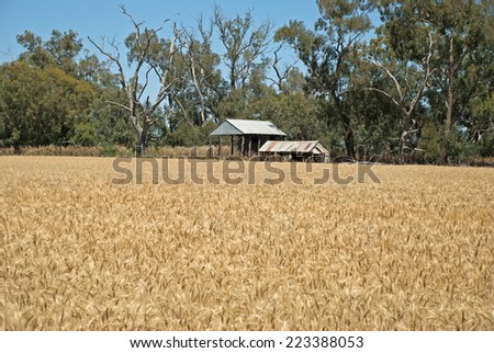 a wheat crop and farm buildings in paddock
