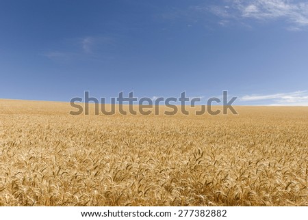 a ripened wheat crop all the way to horizon with  clouds in sky