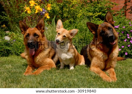 Three dogs on the grass