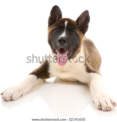 Akita Purebred Puppy On White Background Stock Photo 32141650