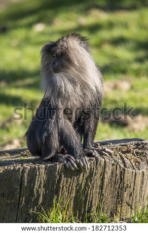 Lion-tailed macaque sitting on a tree trunk