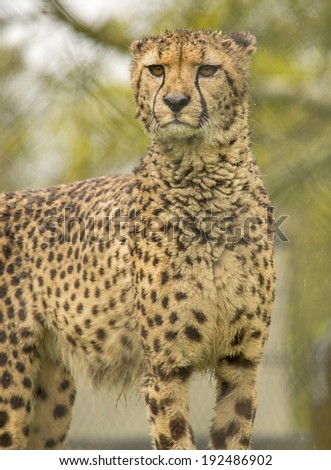 The fastest animal on the land, the cheetah.