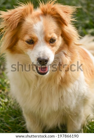 Portrait of a cute cross-breed dog.
