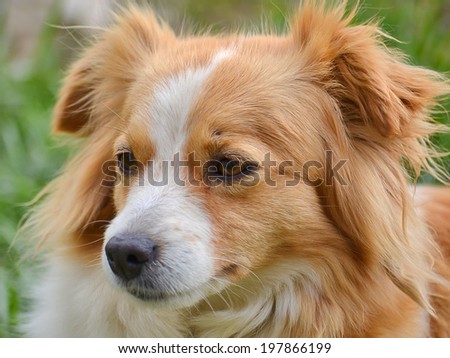 Cute cross-breed dog portrait
