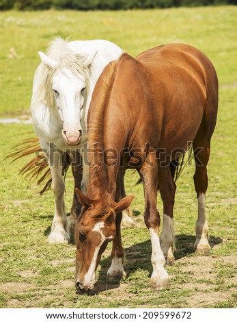 A brown and a white horse feeding on the field.