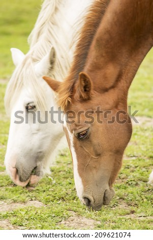 A brown and white horses feeding on the field.