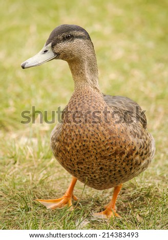 Portrait of a wild duck in a nature