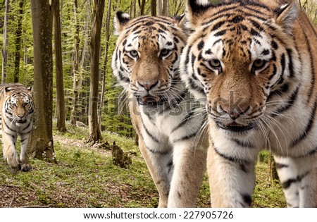 Curious tigers approaching the camera in the forest.