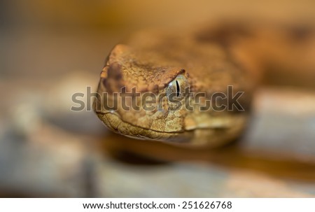 Macro of a snake head and eye.