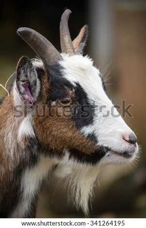 Closeup portrait of a cute goat head.