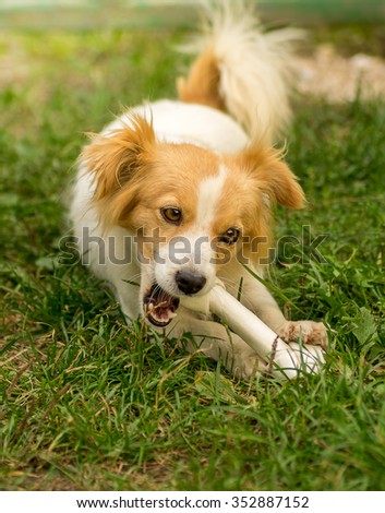Cute little dog chewing a big white bone.