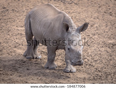 A baby White Rhino trepidatiously moves towards a waterhole, his mother, further behind him, watches for danger.