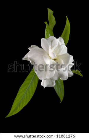 stock photo : Gardenia flower