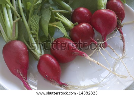 Fresh garden radishes on white plate