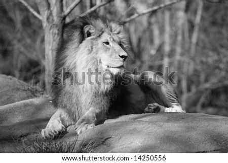 Black and White - Large male African lion resting on rock