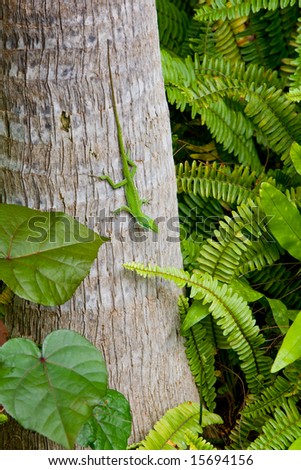 green chameleon (lizard) with long tail on tree trunk surrounded by ferns and foliage