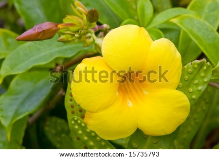 Golden Trumpet flower sprinkled with raindrops, surrounded by green foliage
