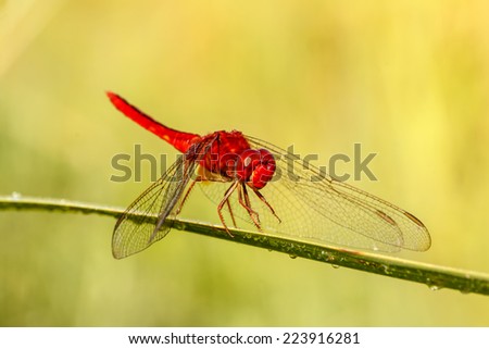 A red dragonfly at rest Sympetrum vulgatum