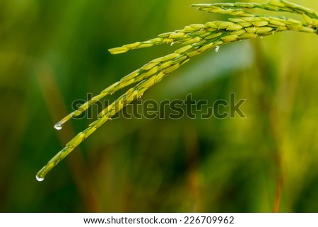 Paddy field of yellow rice harvest season in thailand
