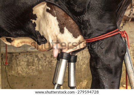 Milking machines, Dairy cattle farms