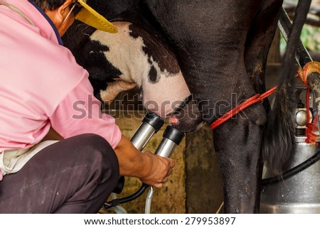 Vertical view on machine milking of a cow