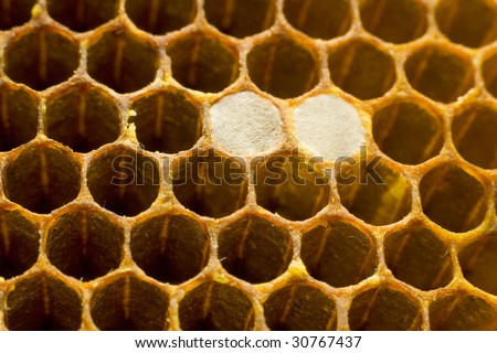 Honeycomb structure  two cells covered by spider\'s web
