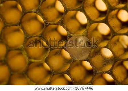 Honeycomb structure , some cells with cobwebs