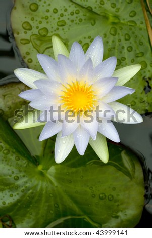 Open flower of a fragrant white water lily seen from above