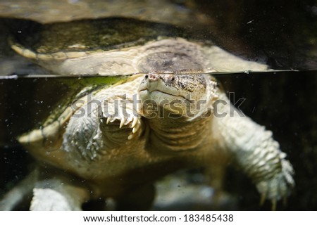 Water turtle swimming in the aquarium