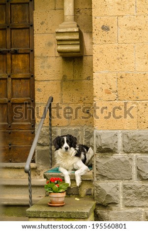 dog waiting for owner at the door